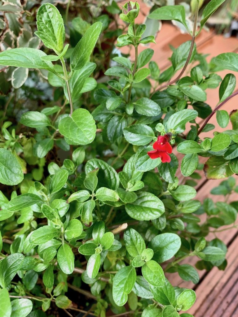 Première fleur rouge sur les sauges arbustives.